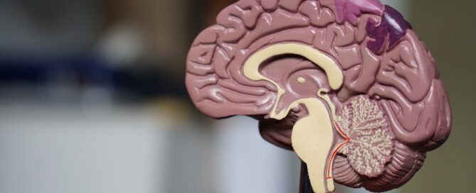 Close-up of a human brain model showing detailed sections, including the cortex, cerebellum, and brainstem, with some areas highlighted in different colors.