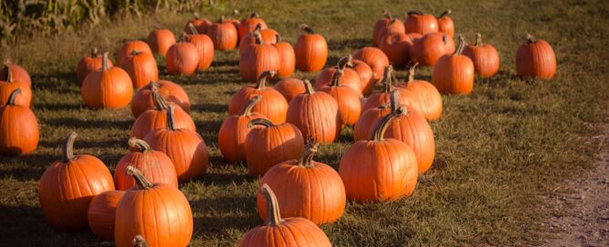 A field with numerous orange pumpkins placed on the grass near a cornfield on a sunny day.