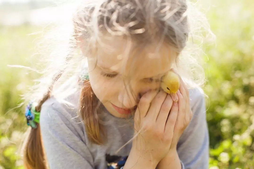 A girl with braided hair gently holds a small chick close to her face in a sunlit outdoor setting.